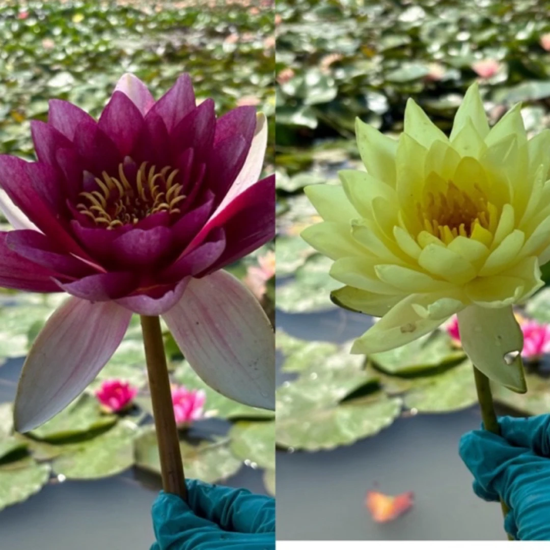 两颗套餐红色黄色多瓣大花睡莲水生植物室外庭院盆栽多年生长