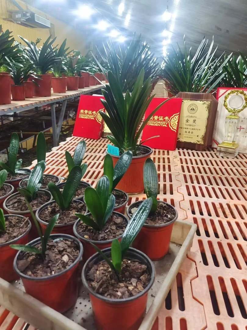 五号【小黑青龙王君子兰】