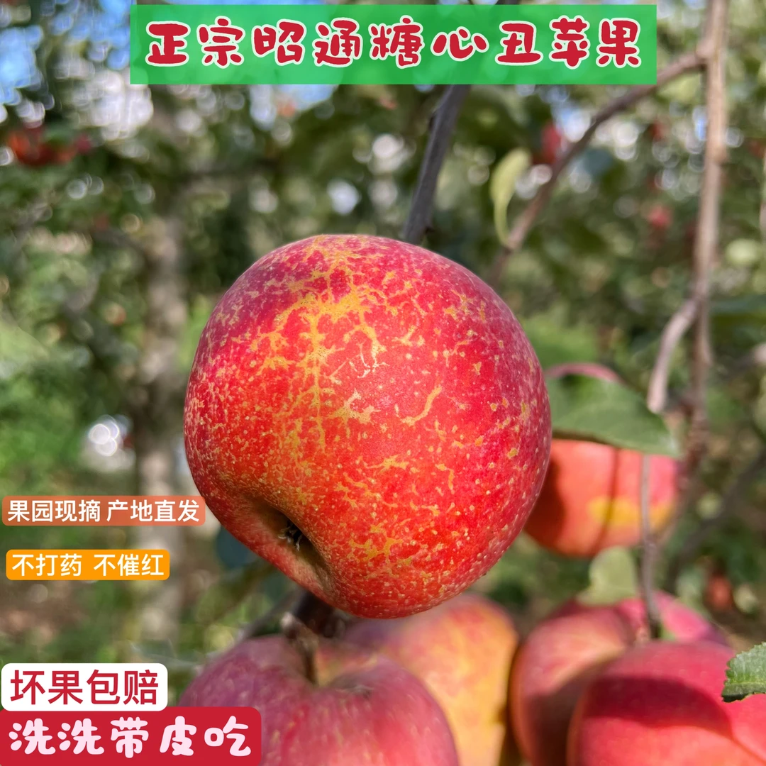 云南昭通苹果原产地现摘现发新鲜水果丑苹果脆甜多汁果香好吃营养
