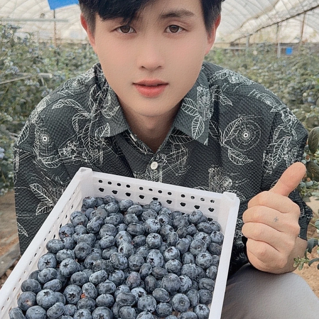 云南高山蓝莓现摘现发顺丰包邮
