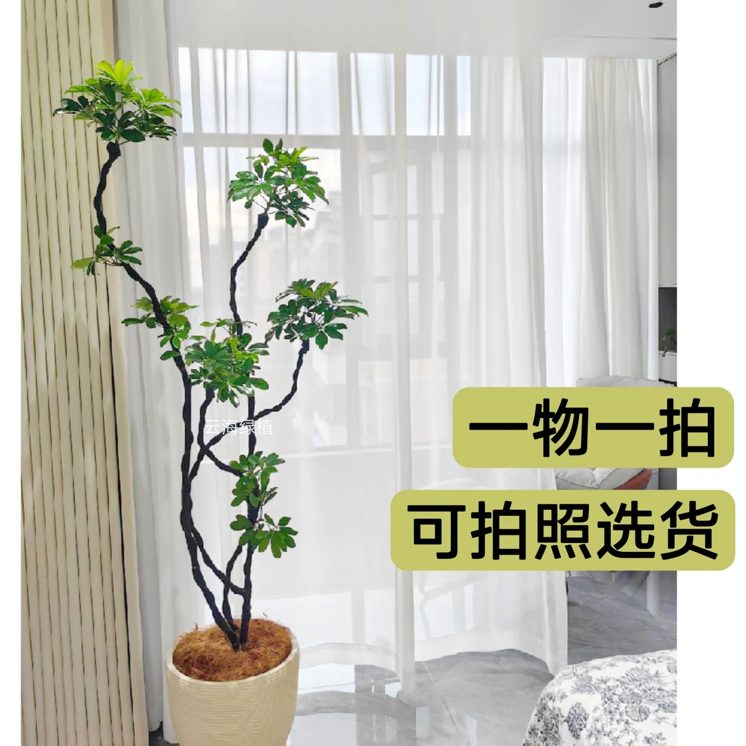 铝线造型鸭脚木八方来财七叶莲室内大型盆栽网红绿植喜阳耐阴