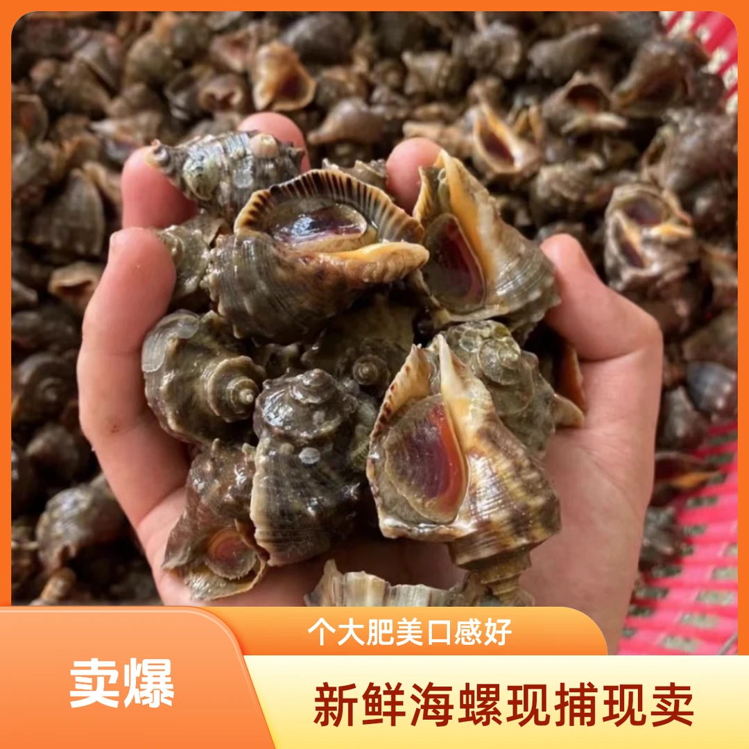 鲜活小海螺顺丰包邮包活到家下单送半斤