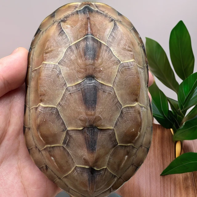 【直播选龟】人工养殖中华草龟花龟观赏宠物龟