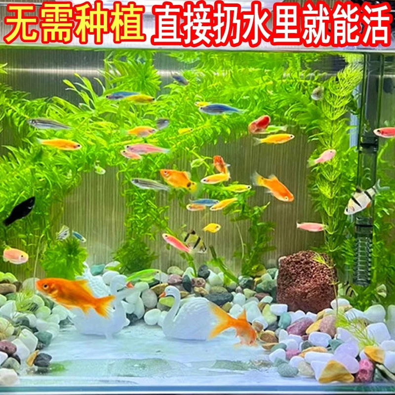 蜈蚣草无需种植丢缸里就能活斗鱼草净化水质水芙蓉铜钱草浮萍