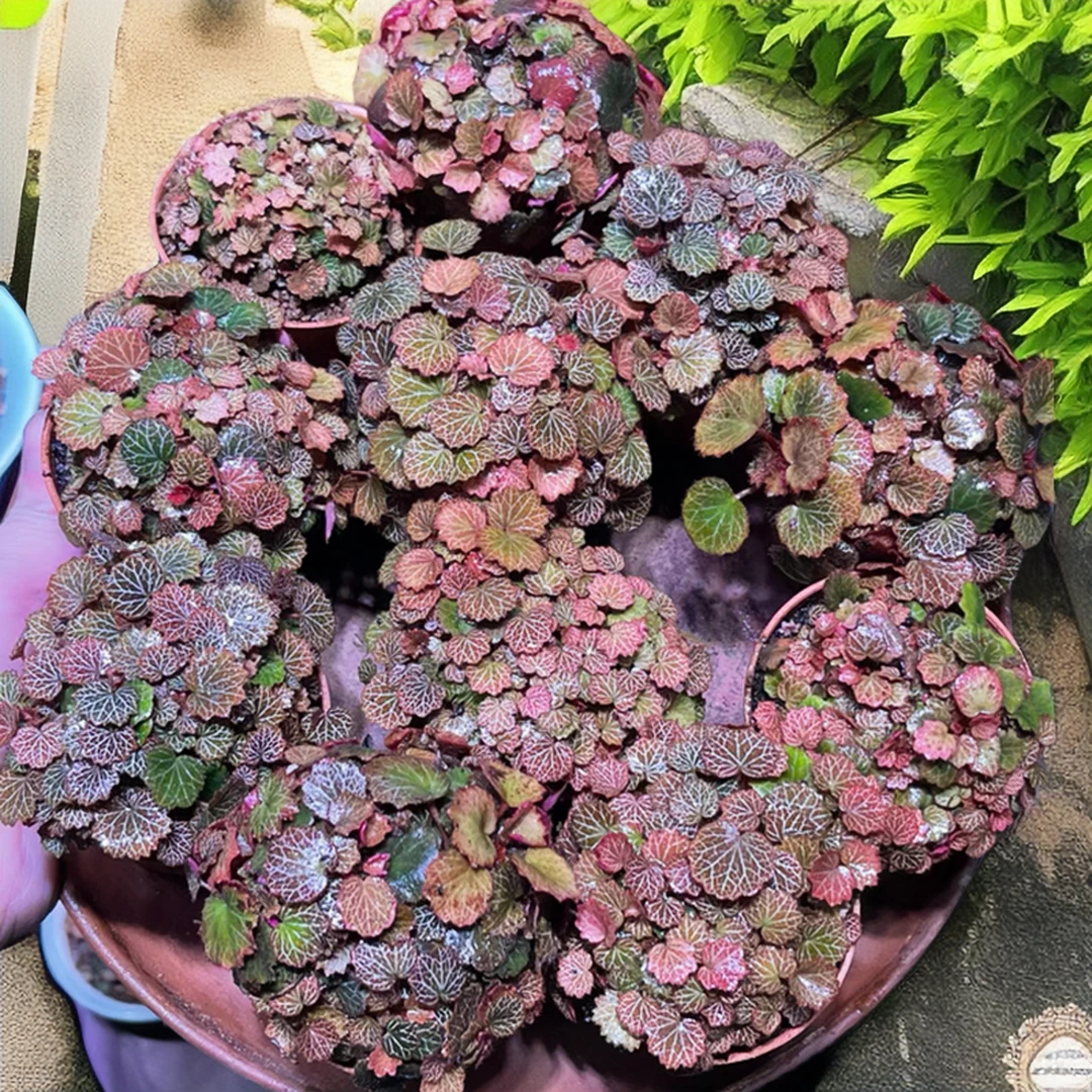 带花苞发货大文字草姬虎耳草盆栽苗七变化猫耳朵老虎耳盆景御所车