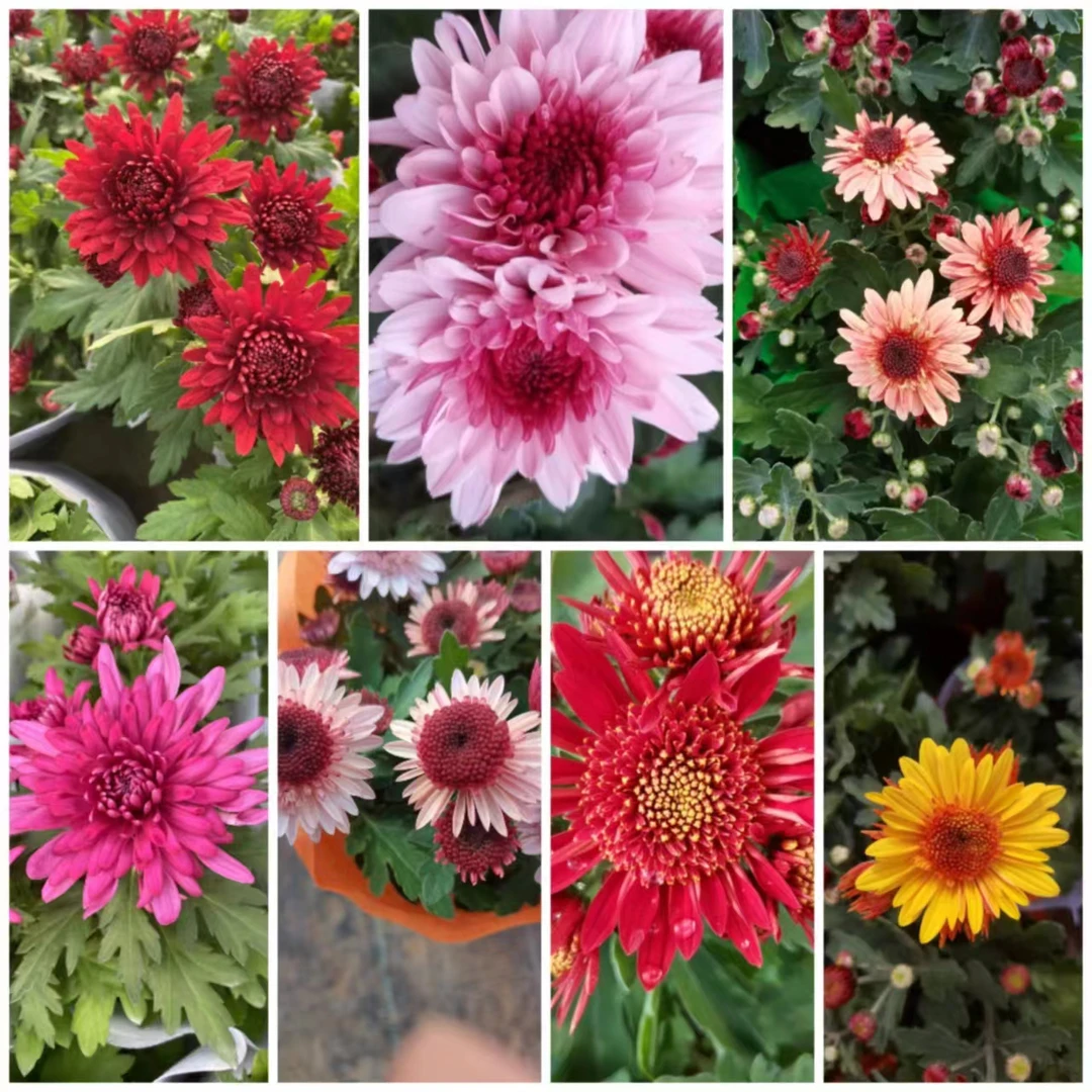 菊花多季节开花小苗一物一拍以直播间发货为准