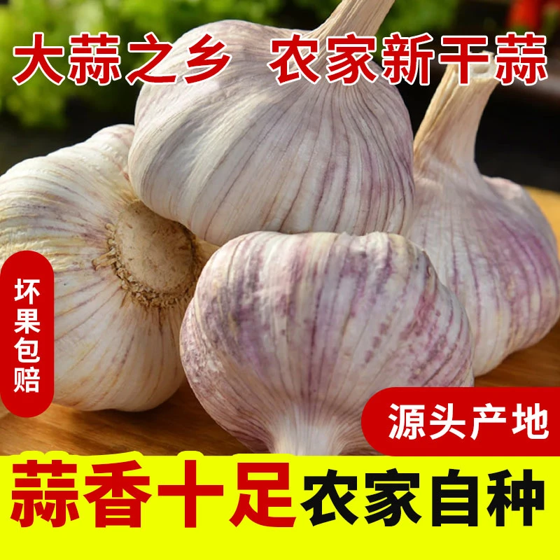 （25年新干蒜）紫白皮大蒜河南农家自种5斤特惠装