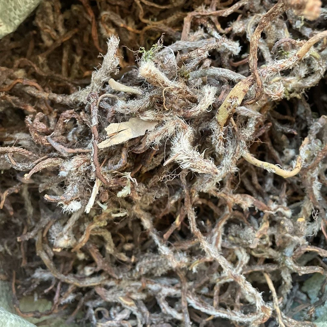 药声录农产品白毛蛇 白毛蛇根