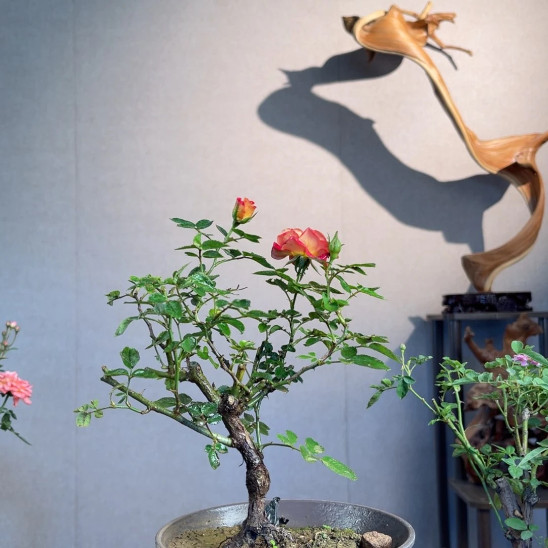 微月季盆景组合盆栽东*