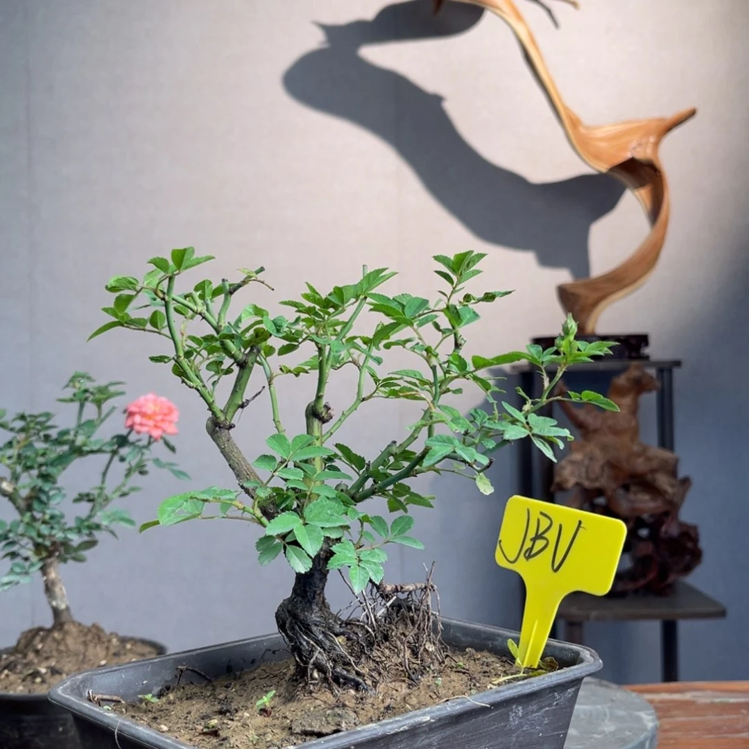 微月季盆景组合盆栽就***从