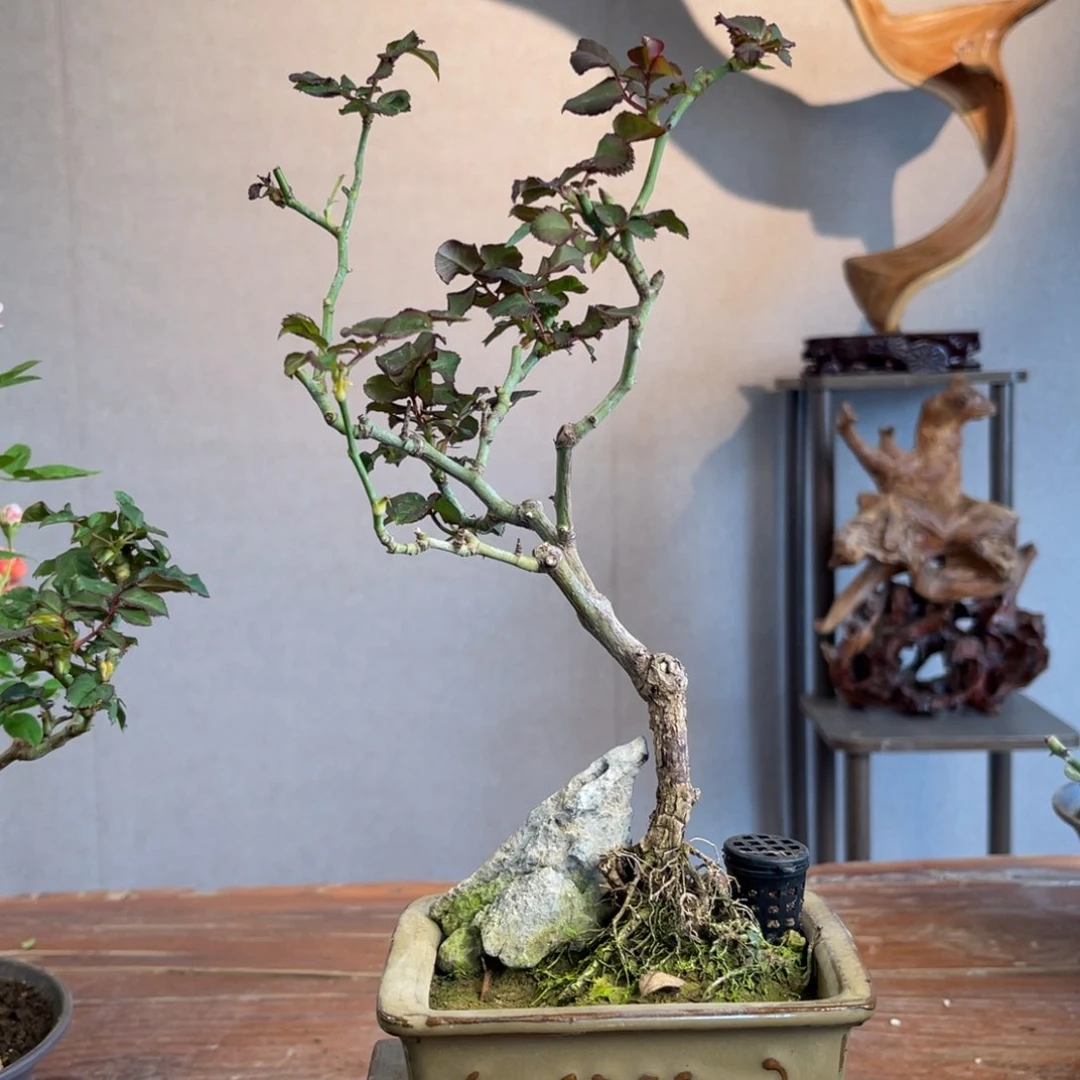 微月季盆景组合盆栽我***总