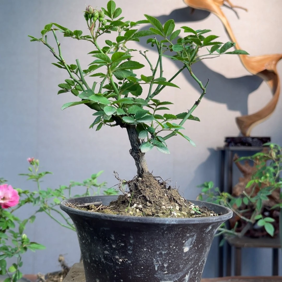 微月季盆景组合盆景石*线