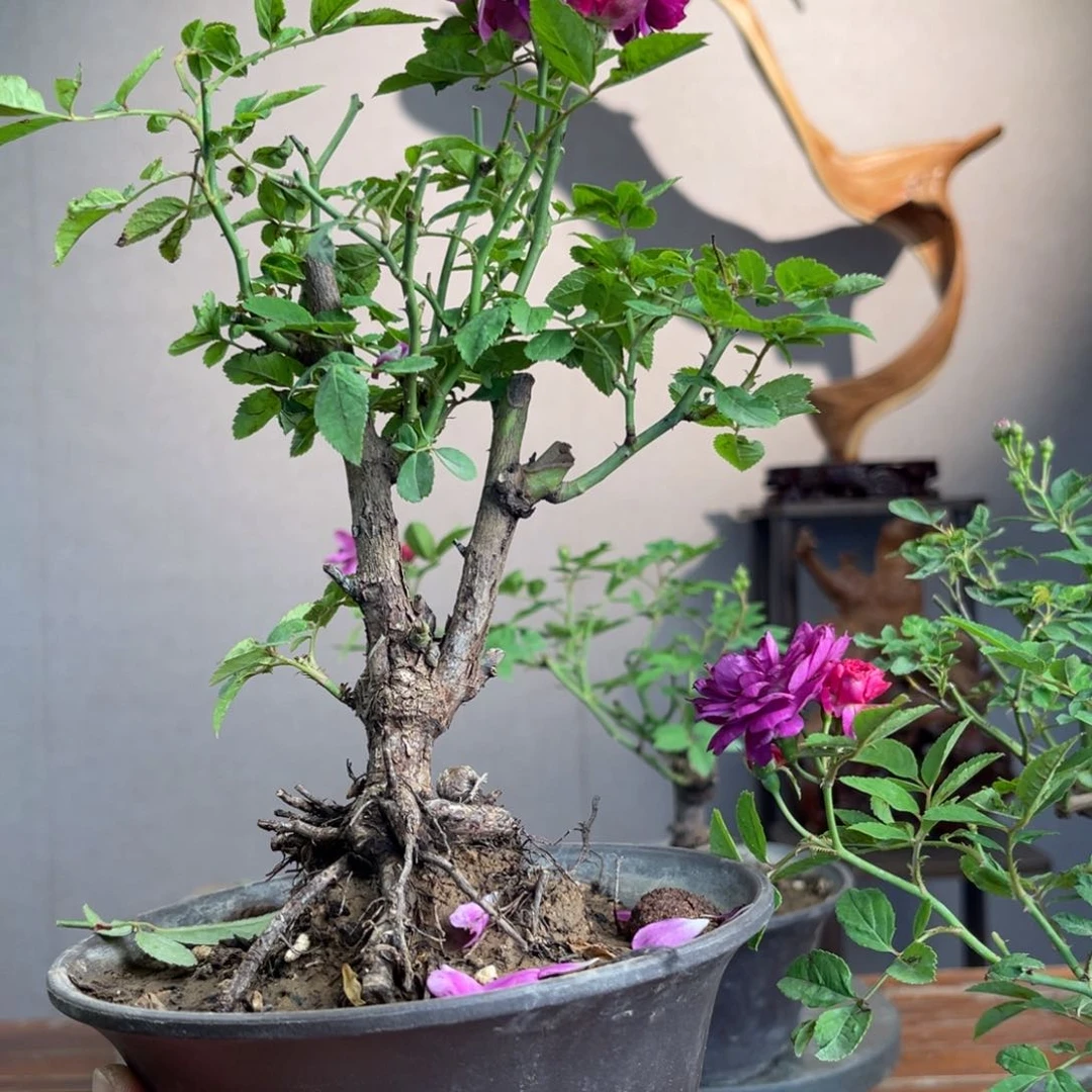 微月季盆景组合盆栽就***从