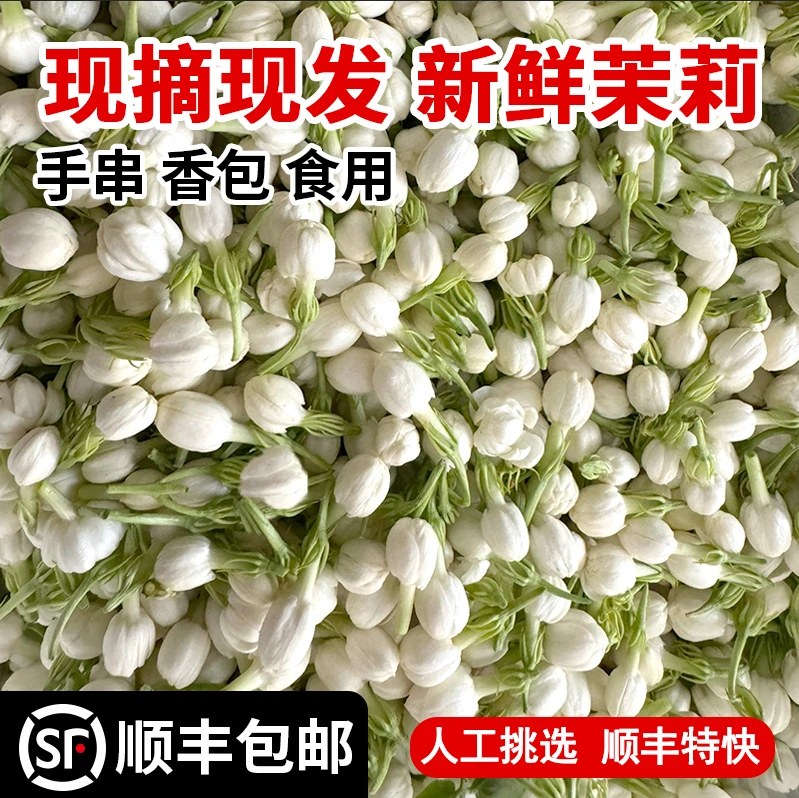 新鲜手串茉莉花鲜花苞现摘茉莉花摆摊花朵苞纯露窨茶原料广西横县
