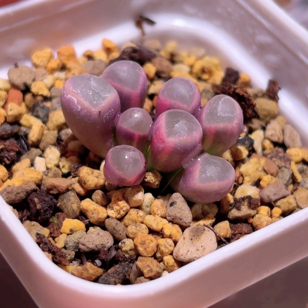 222号五十铃玉锦多肉植物锦一物一拍带盆土