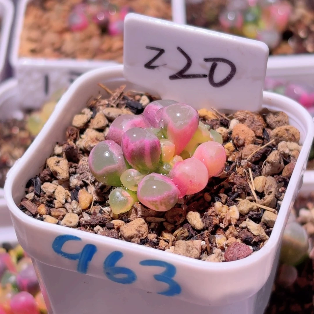 220号五十铃玉锦多肉植物锦一物一拍带盆土发货