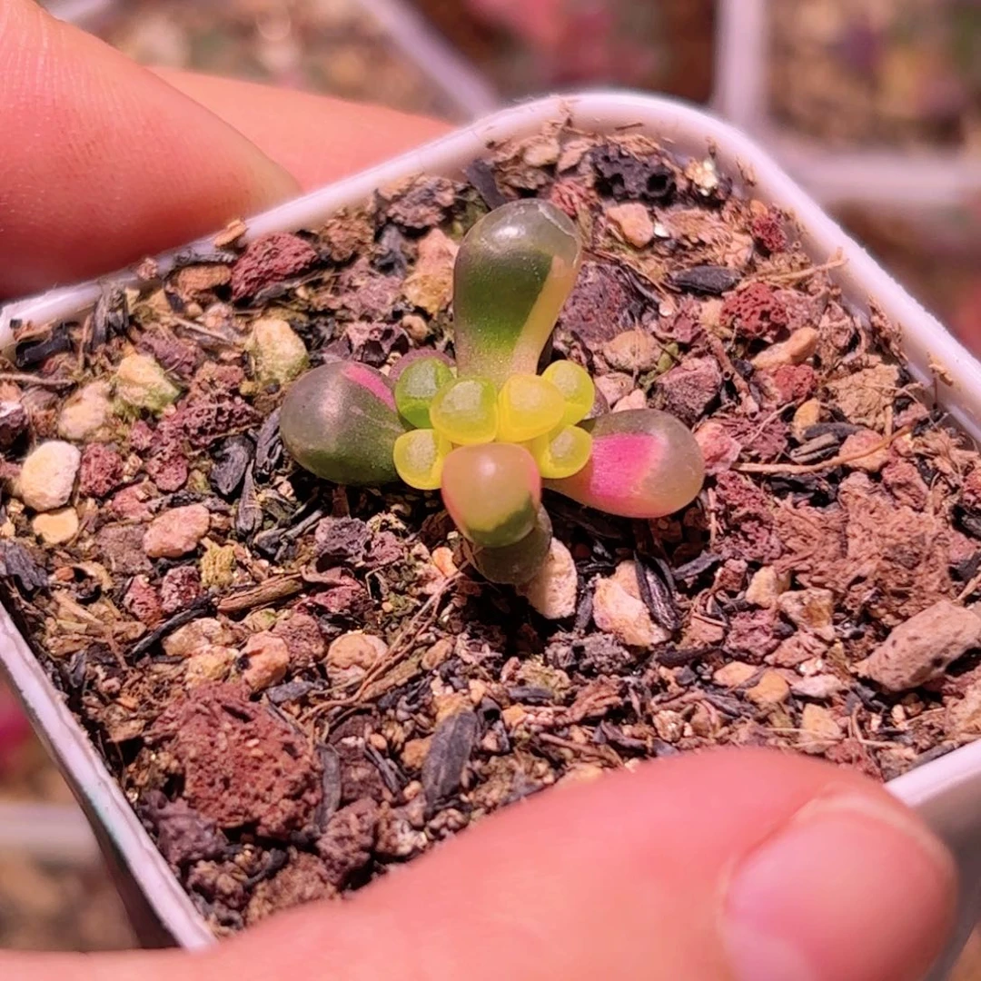 638号五十铃玉锦多肉植物锦一物一拍带盆土发货