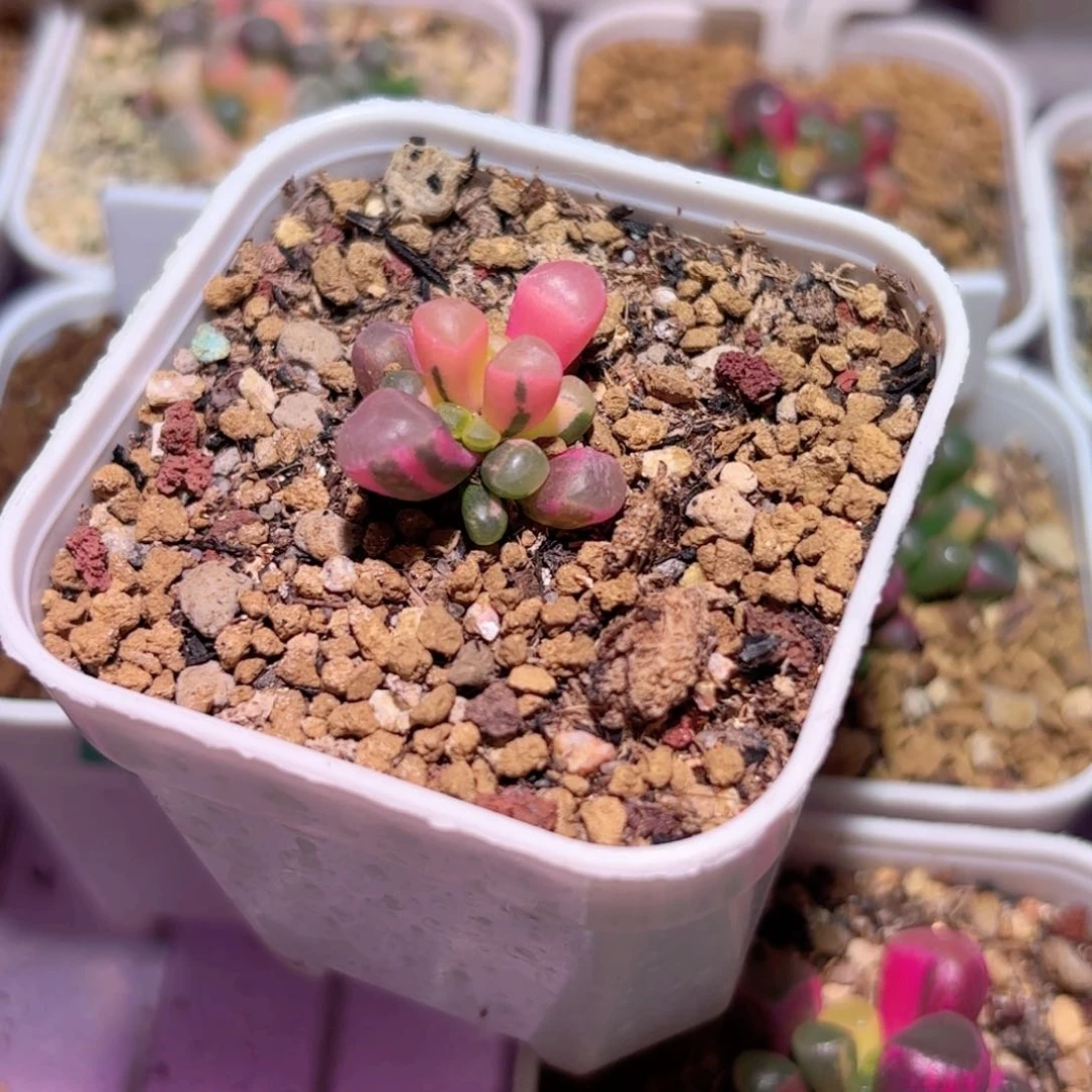 万****电专拍五十铃玉锦多肉植物锦一物一拍带盆土