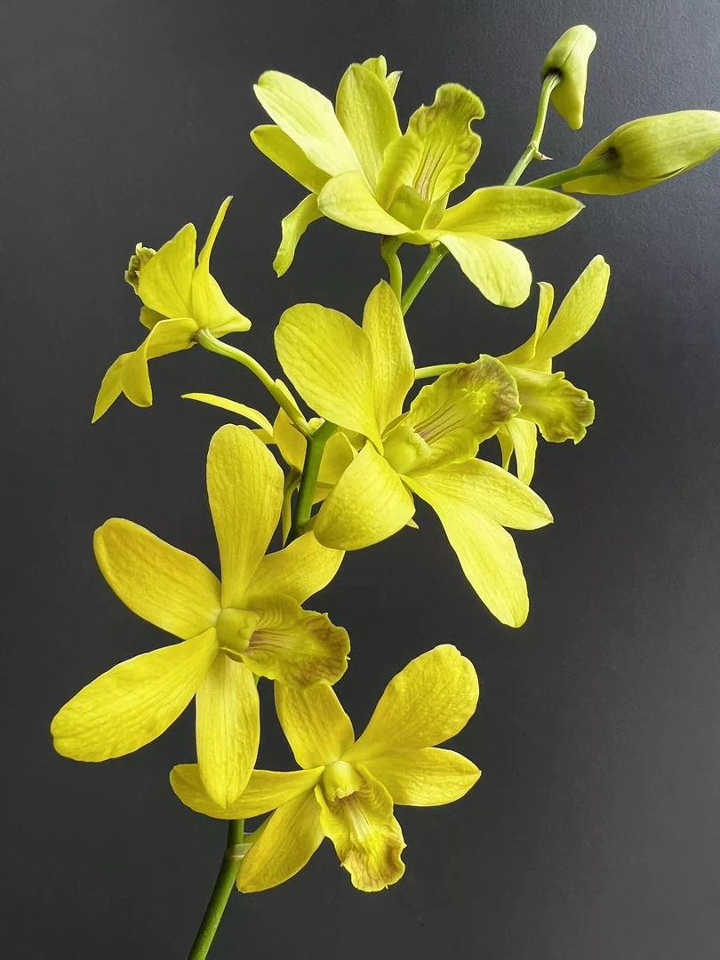 精品《石斛兰。金满堂》黄色花瓣，花期久