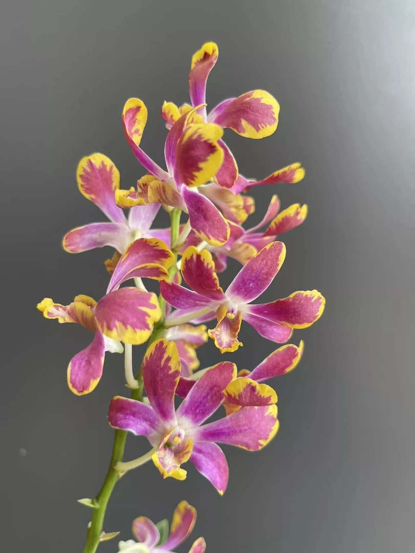 精选泰秋《黄金泼墨》花型漂亮闪闪发光，花期长好养，比较稀少