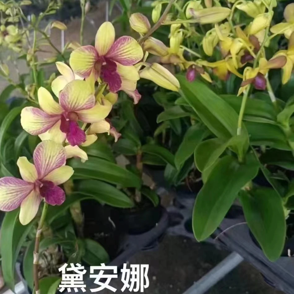 精品《秋石斛：戴安娜 》特点：颜色独特，紫红色舌唇，开花多，苗子肥壮