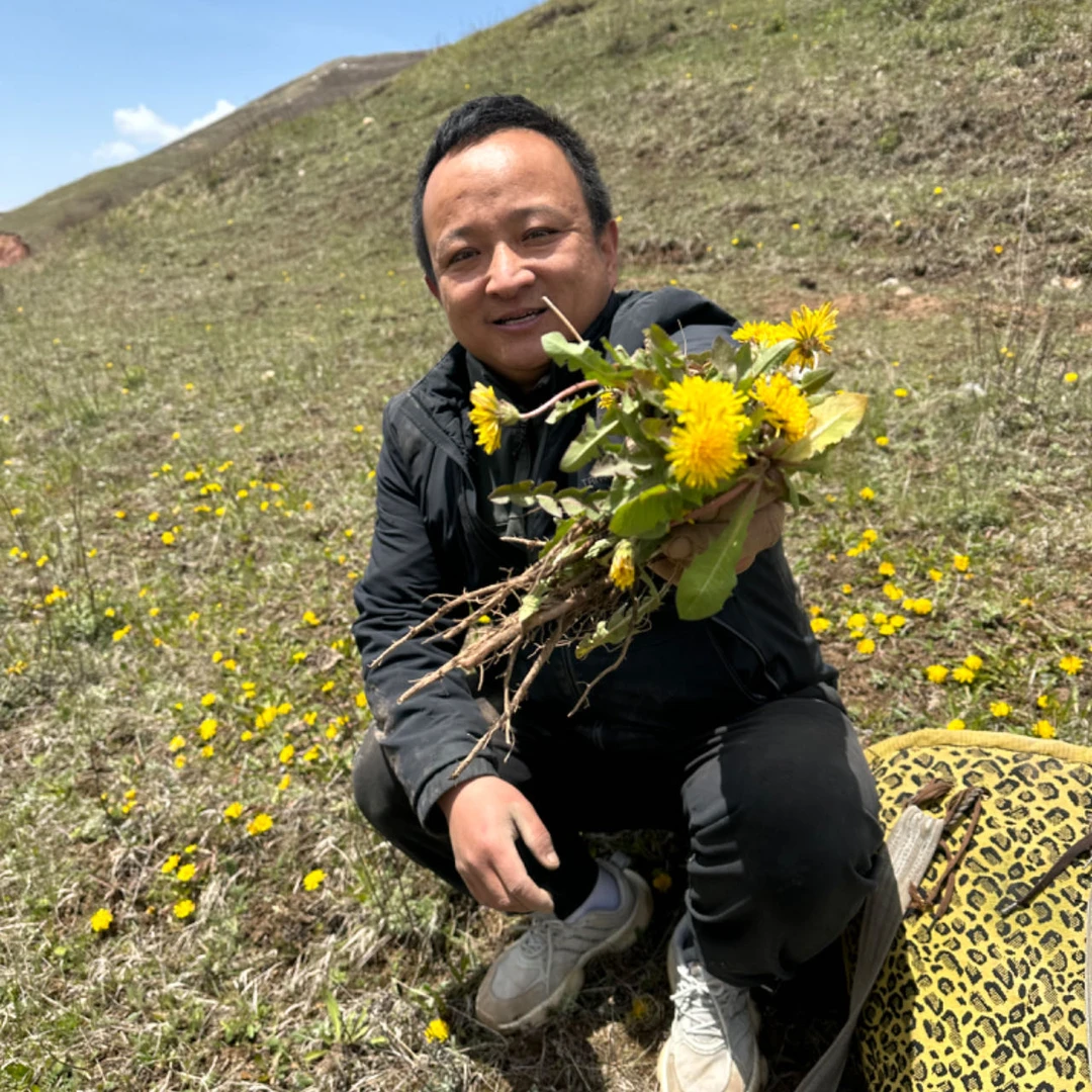 蒲公英根 甘肃蒲公英根 非种植的大小断根都有