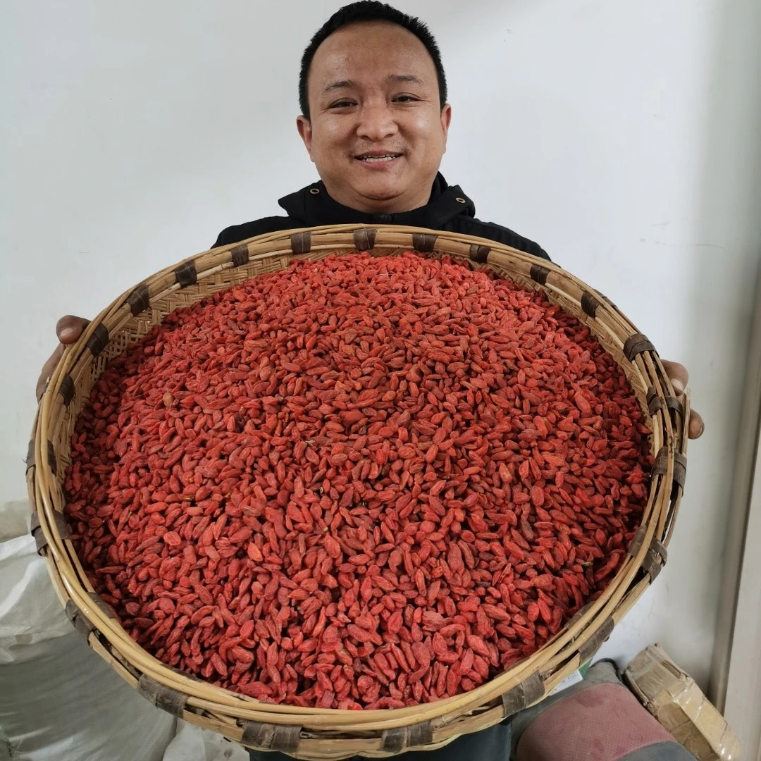 红枸杞 甘肃枸杞 种植的红枸杞子 锁鲜工艺无硫无焦亚硫酸钠