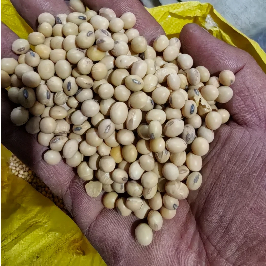 黄豆 甘肃黄豆 生的种植的难免有破碎了的