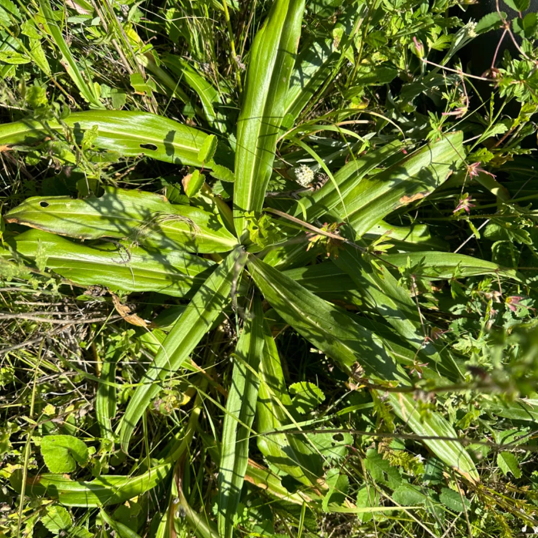 秦艽 甘肃野生秦艽 大山里采挖整根的已晒干水洗过泥土 秦艽粉