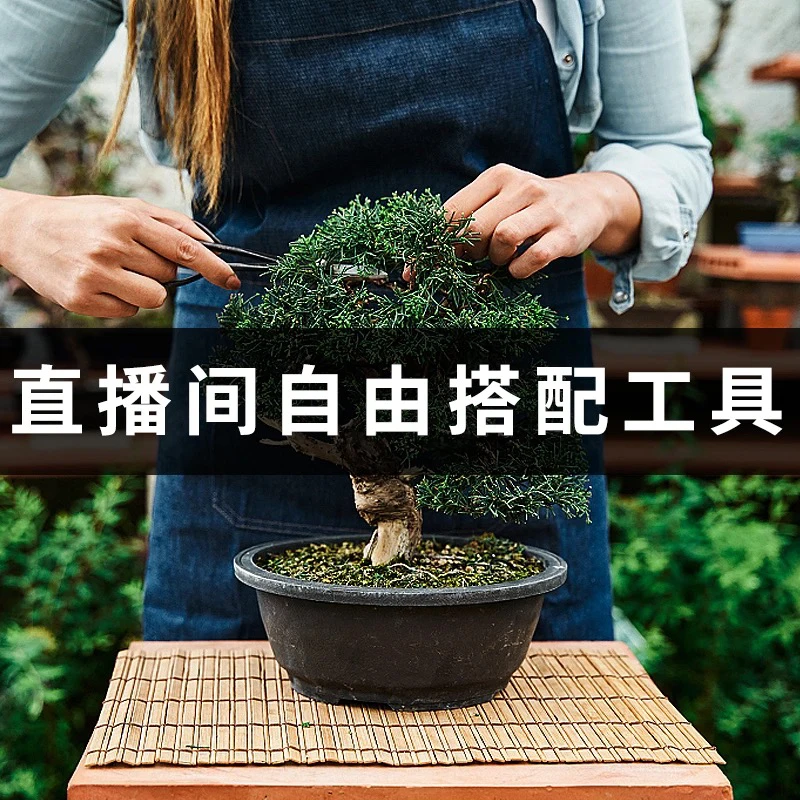 辛禾叶芽+斜口+水口+工具箱