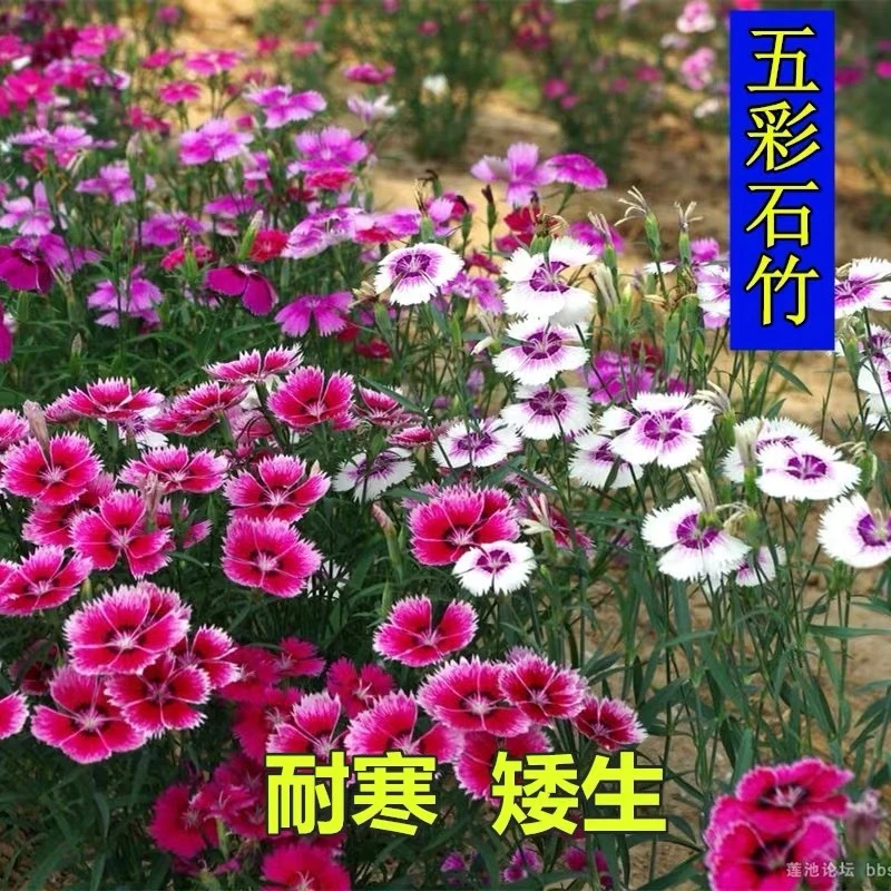 石竹花多年生花卉种子五彩石竹四季开花盆栽地栽庭院会开花的草坪