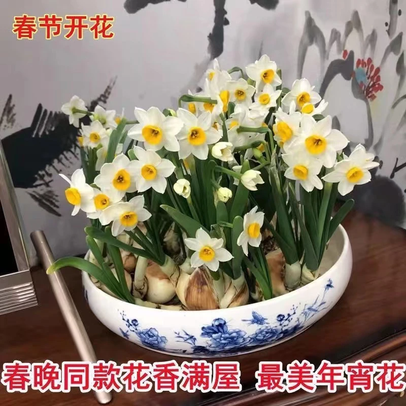 水仙花大种球盆栽水培土培植物球根花卉种洋水仙室内阳台耐寒易活