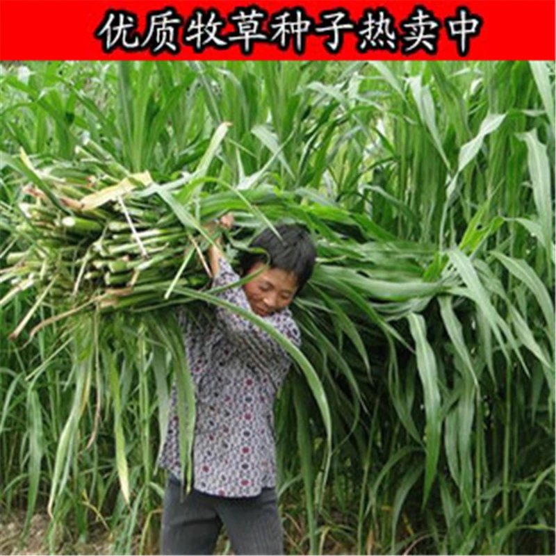 牧草种籽多年生黑麦草墨西哥玉米草高丹王草苜蓿牛羊鱼草种籽四季