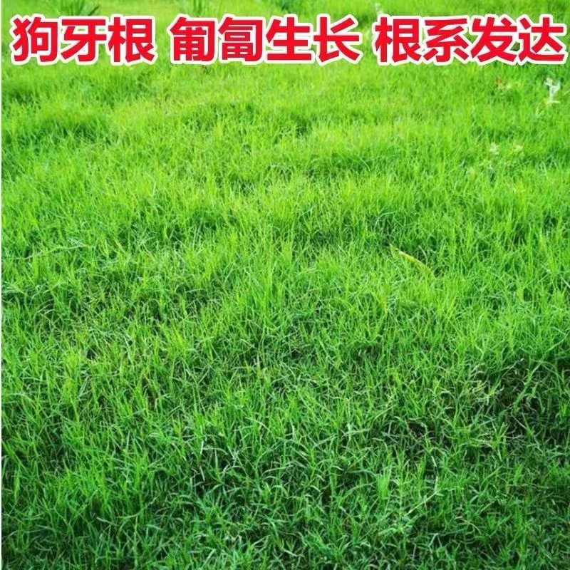 进口护坡草籽狗牙根草坪种籽子免修剪矮生四季常青狗牙根草皮固土