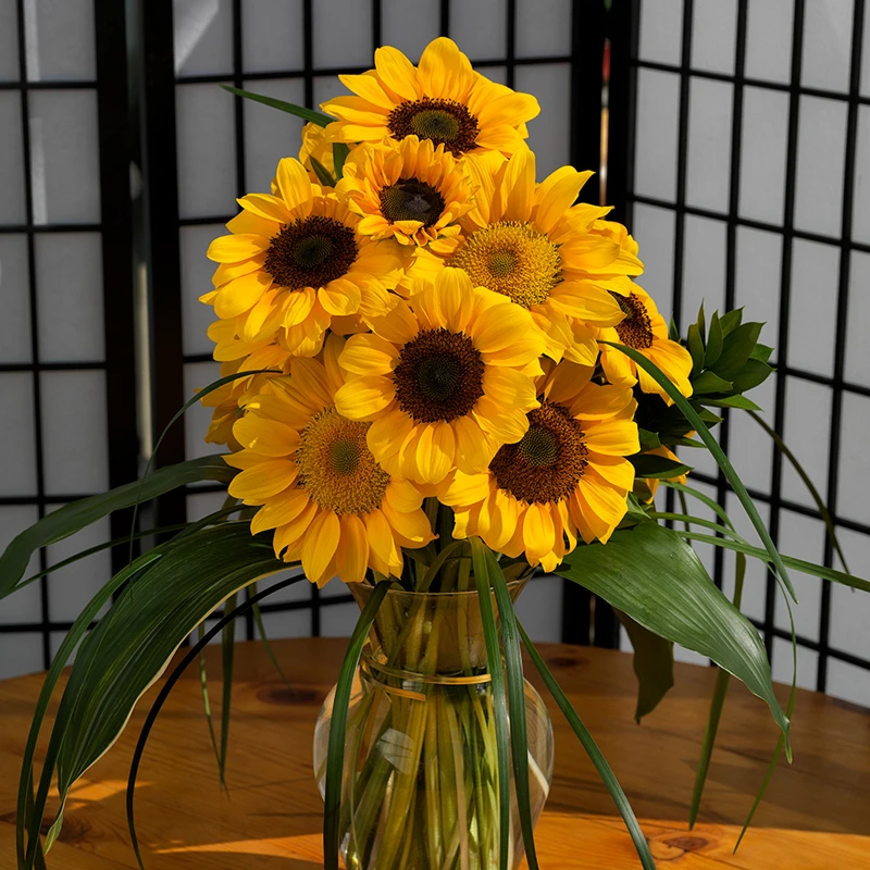 向日葵种子矮秆迷你观赏食用花店切花种籽葵花籽多头室内外盆栽孑