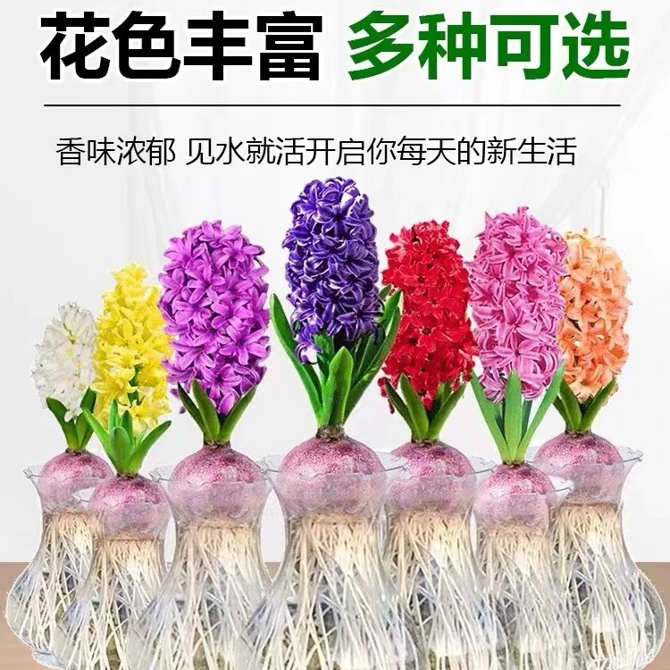 风信子种球水培土培阳台室内外好养易活耐寒水养植物盆栽花卉种子