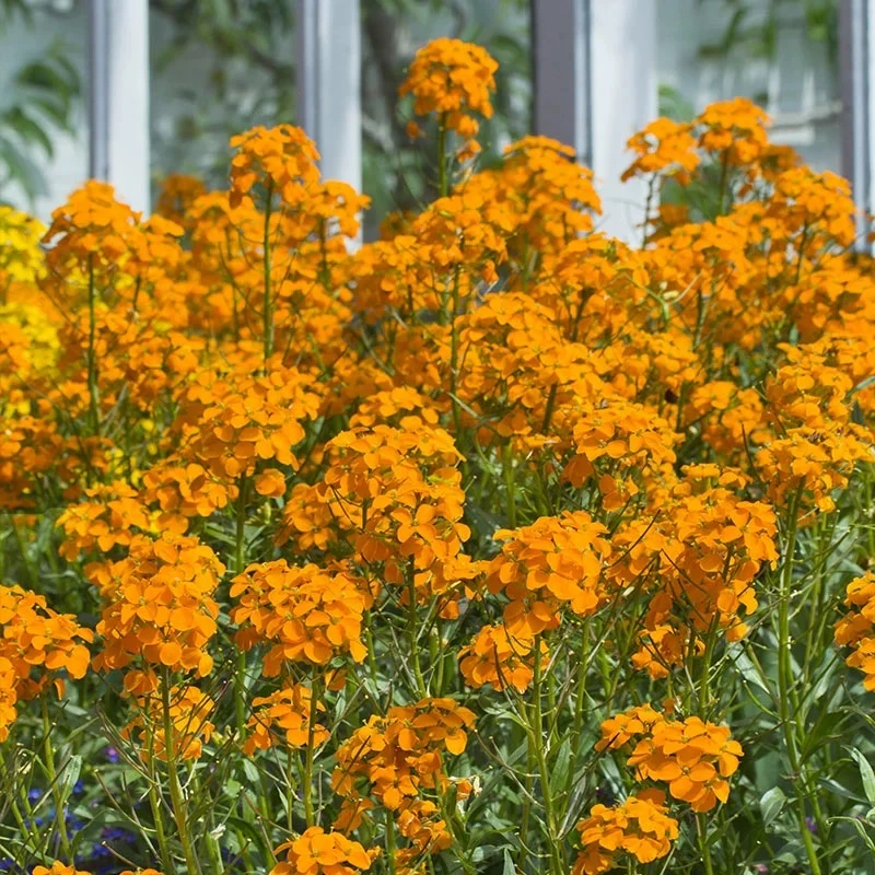 七里黄种子四季易种室外庭院阳台易活花种景观花海花籽子阳台盆栽