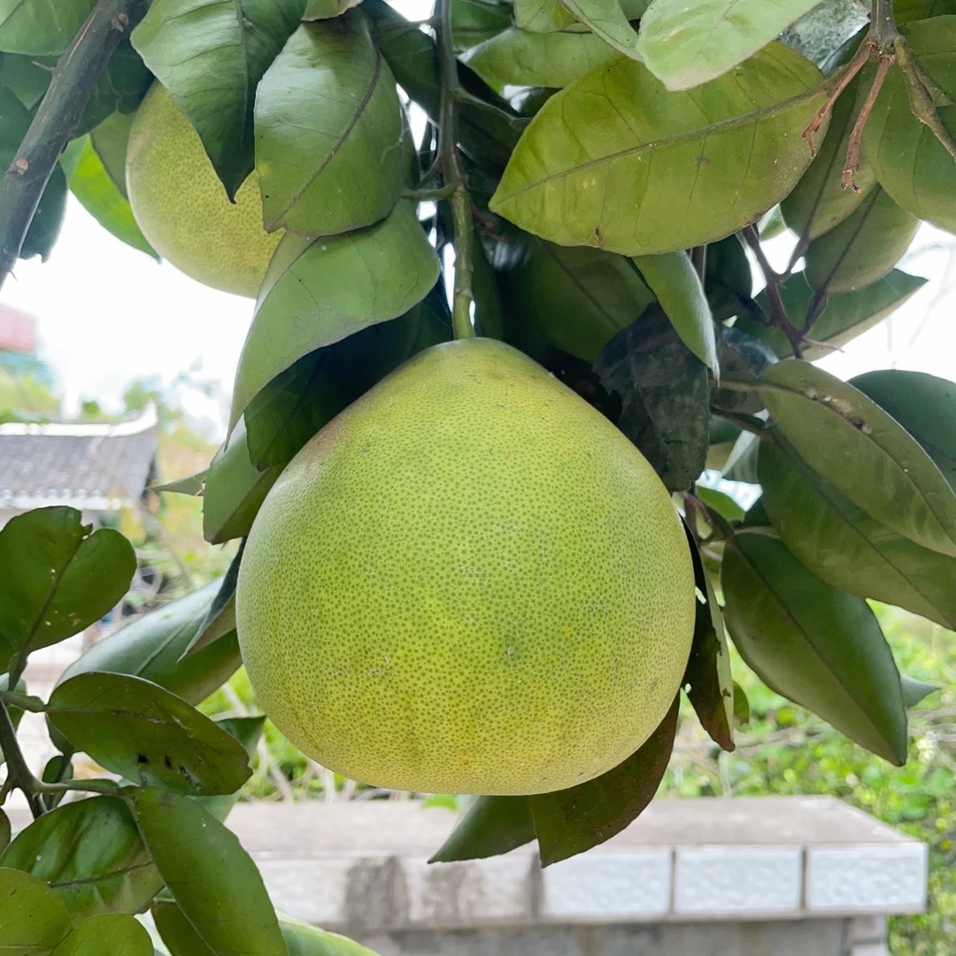 麻麻柚（双十一福利）降 湖南芷江当季水果爆汁香甜9斤产地发货包邮