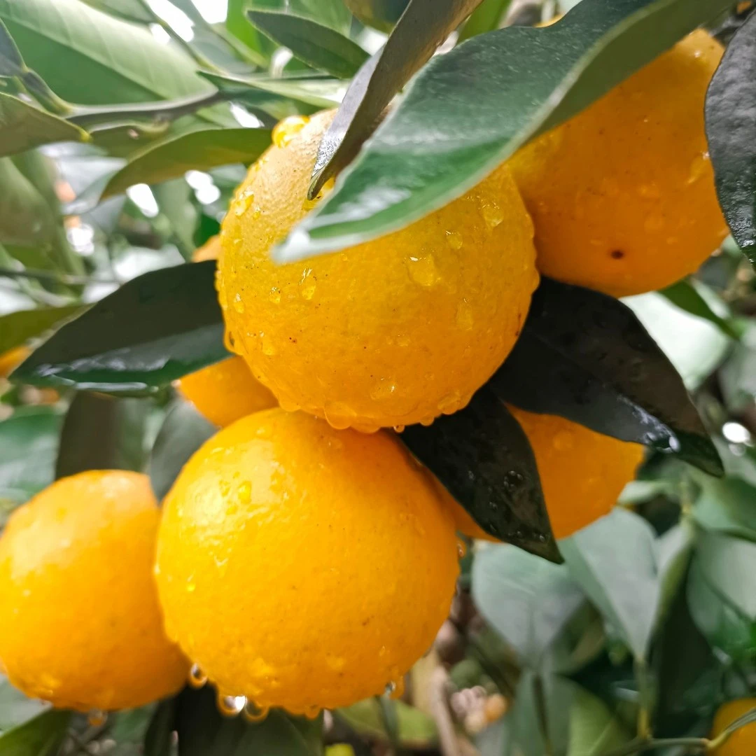 湖南芷江冰糖橙（精品大果） 鲜果现摘直发9斤装（包邮）清甜多汁细腻