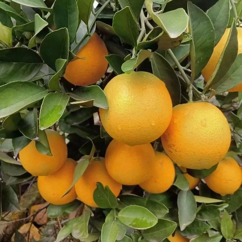 湖南怀化锦密冰糖橙9斤新鲜水果纯甜无酸手剥冰糖橙整箱包邮