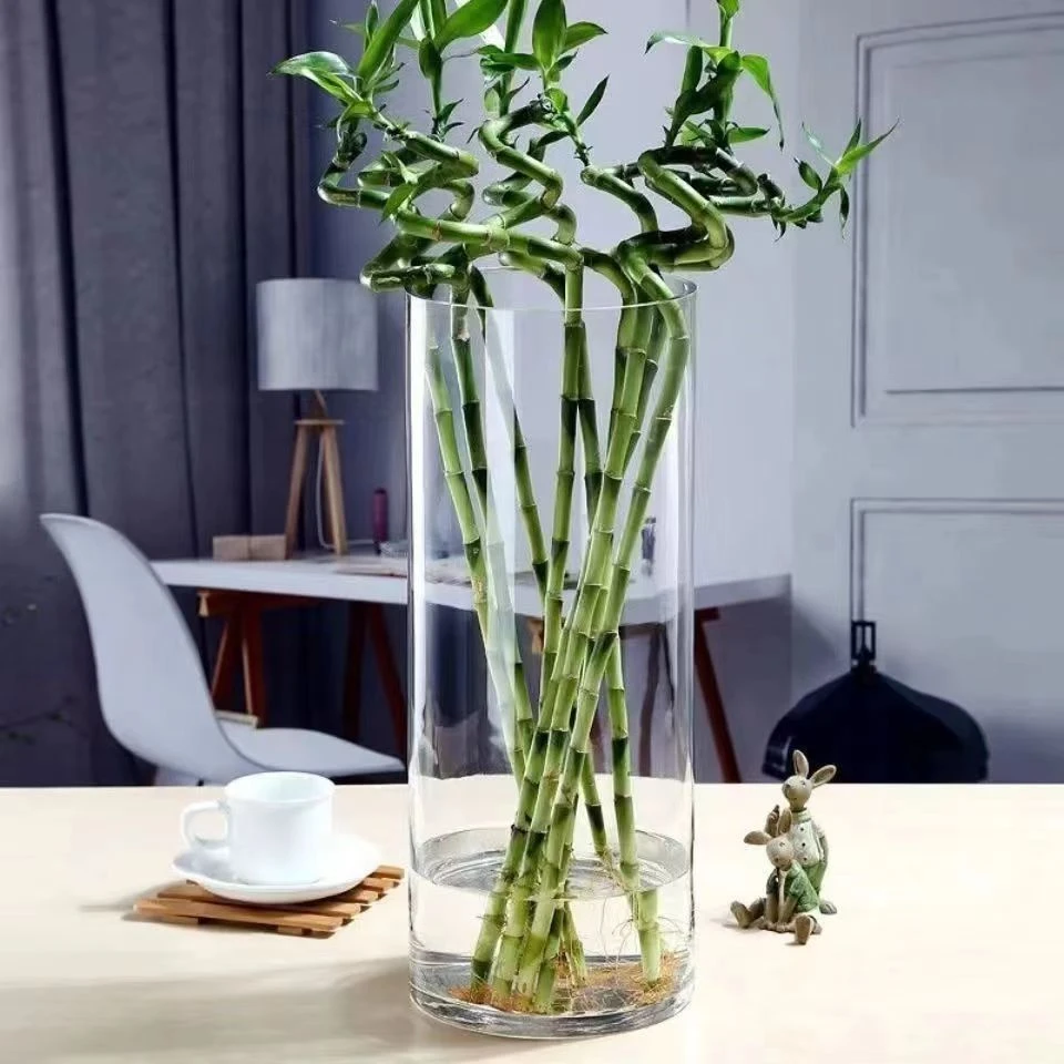 1230透明插花玻璃富贵竹高级感水养花花现代简约网红大直筒花瓶