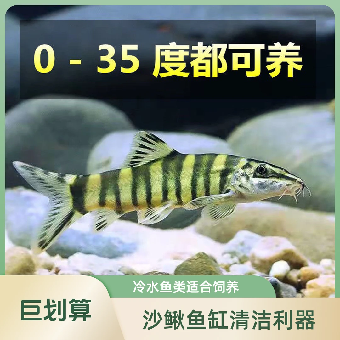 壮体沙鳅 清洁工具鱼 吃鱼便吃残渣九间鼠 原生冷水鱼 冷水清道夫