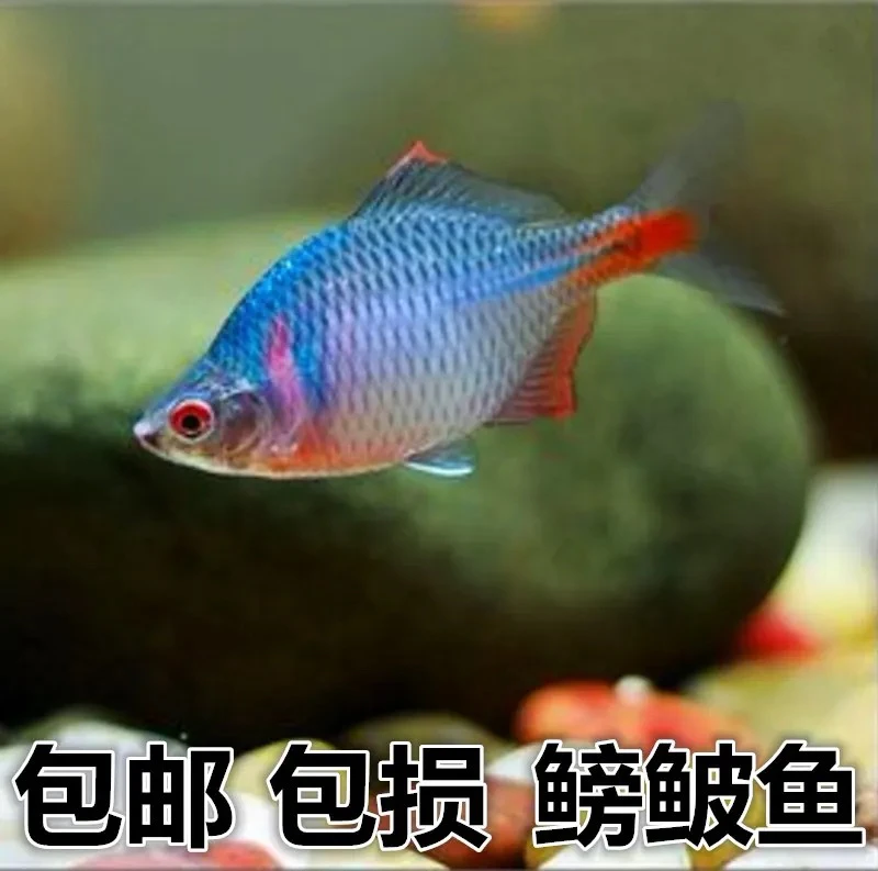 鳑鲏鱼 旁皮鱼观赏鱼冷水鱼原生鱼七彩高体旁皮活体小型淡水鱼活