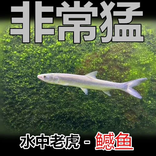鱤鱼水老虎 淡水之王 原生猛鱼 冷水鱼 杂食性观赏鱼