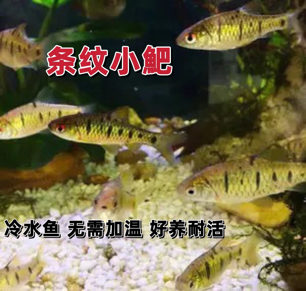 原生冷水鱼  条纹小鲃 小溪小型观赏鱼 清洁除藻爱群游好养观赏鱼