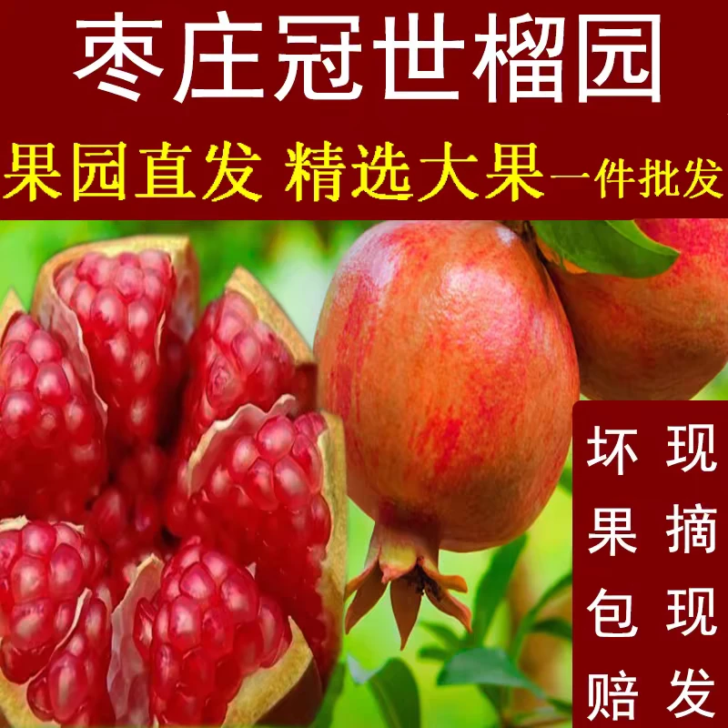 新鲜现摘山东枣庄冠世榴园薄皮甜石榴枣庄特产大马牙特大石榴水果