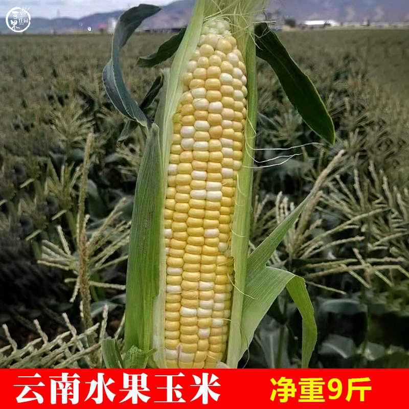 可米庄园云南水果玉米新鲜甜脆玉米棒子非转基因9斤现摘包谷包邮