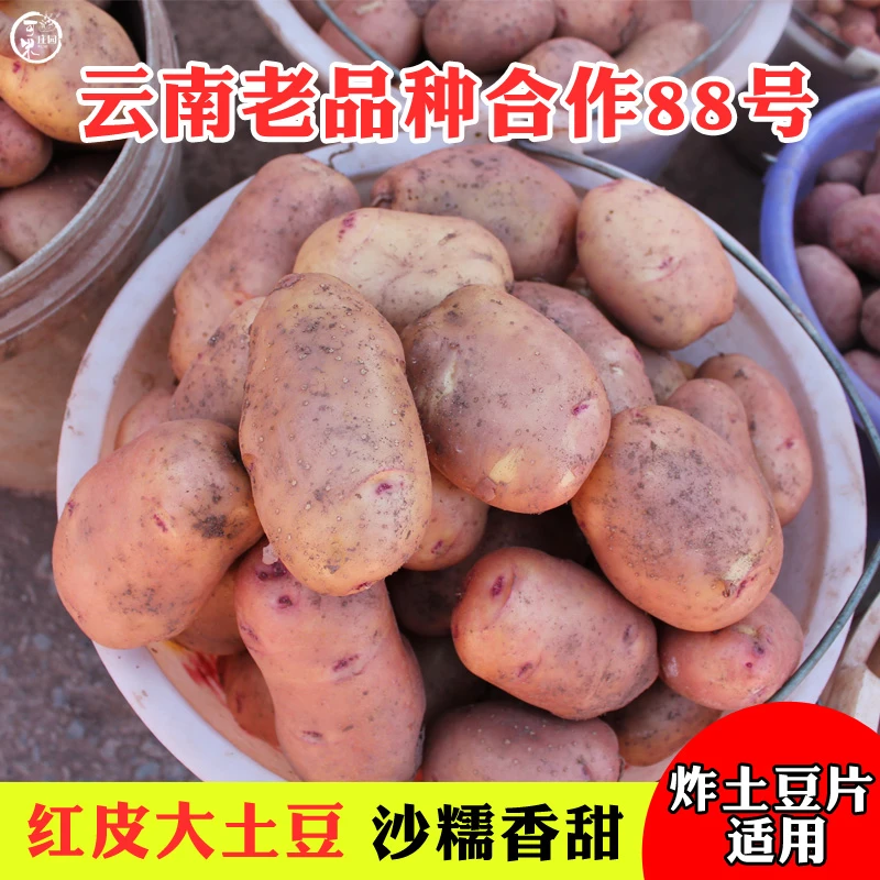 云南土豆红皮黄心土豆老品种合作88马铃薯洋芋直销现挖新鲜皮薄炸