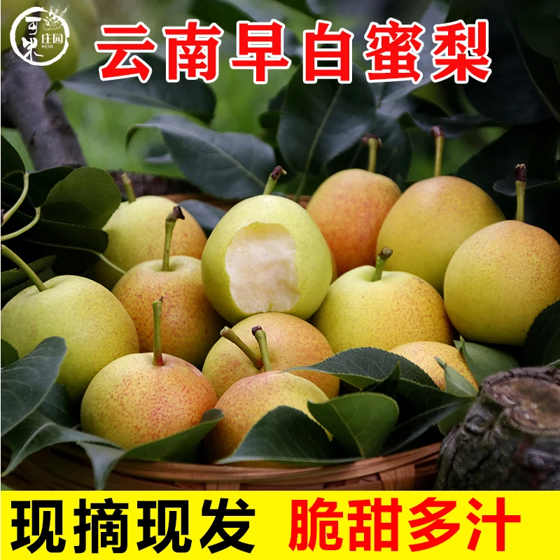 云南高原早白蜜酥梨小蜜梨丁香梨酥脆水果纯甜非火把红梨现摘梨子