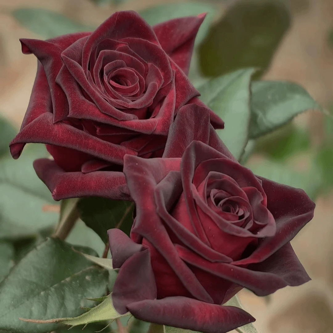 黑巴克云南玫瑰花苗老桩花卉 四季开花易活 庭院阳台盆栽地栽